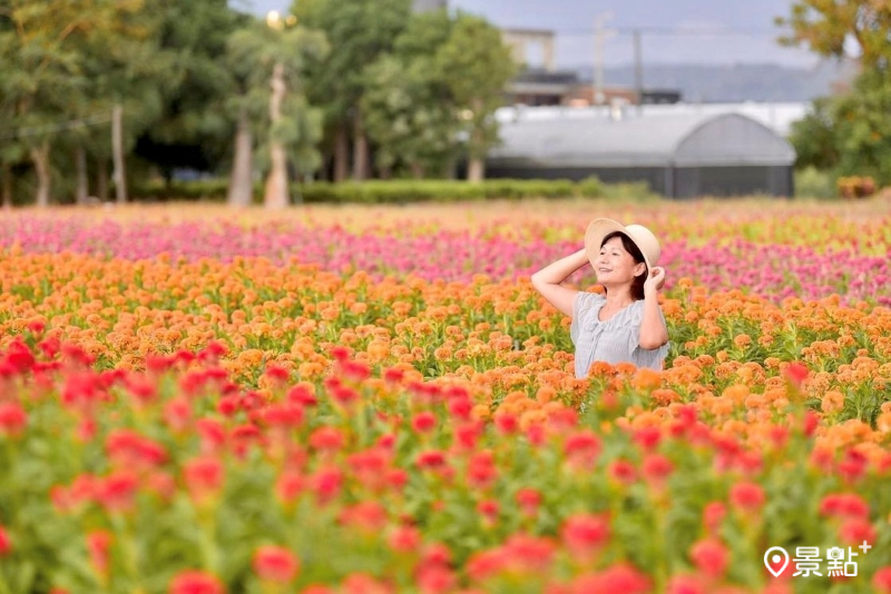 彰化北斗雞冠花花海。（圖／laiyuping9520）