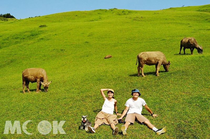 桃源谷大草原可見牛群吃草、曬太陽的景象。（圖／arielhu218）