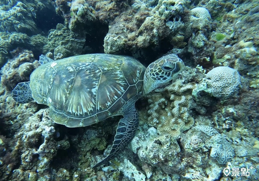 浮潛賞海龜。