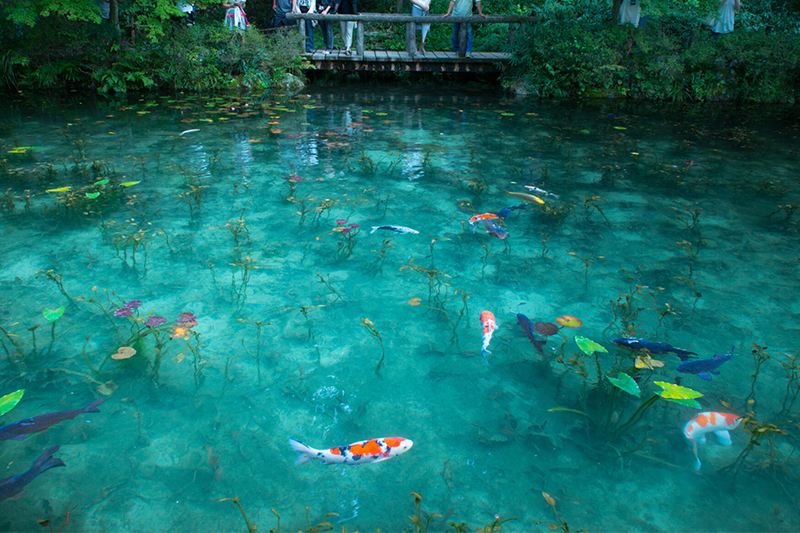 清澈見底的水池可看見色彩繽紛的錦鯉與池中睡蓮。（圖／關市觀光協會岐阜縣）