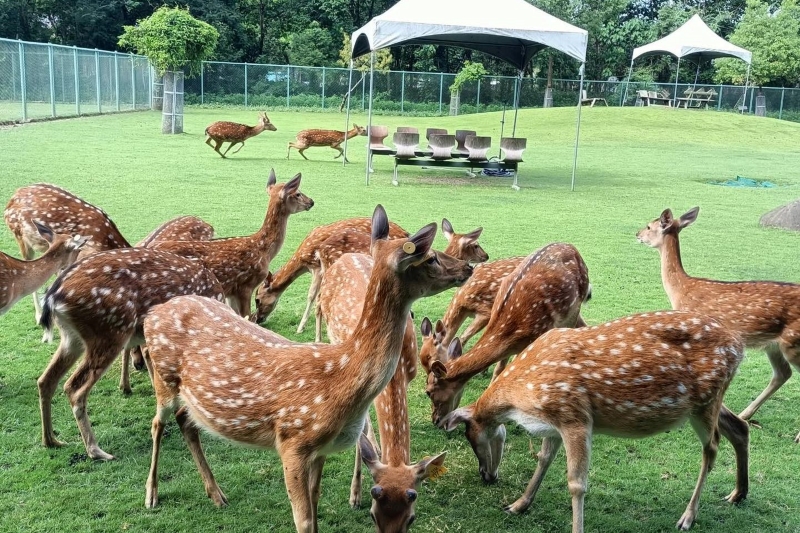 嘉義逐鹿部落。(圖／嘉義逐鹿部落)