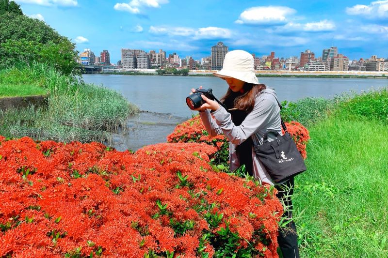 仙丹花盛開時吸引許多喜愛花草的攝影迷前往拍攝。