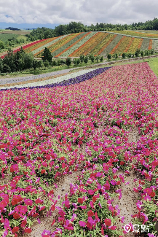 一望無際的花海山丘美景。（圖／tsotso_1206）