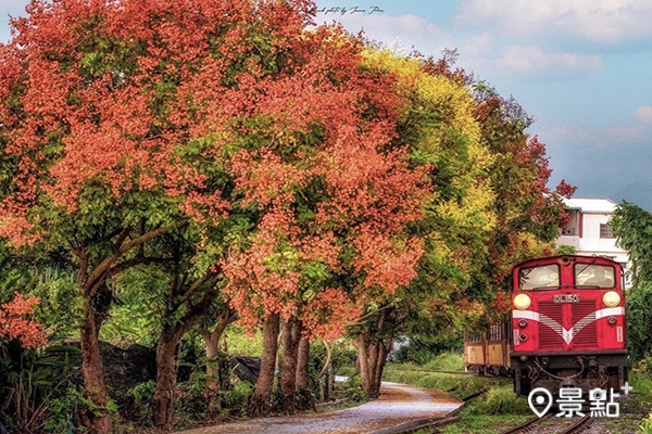 滿竹自行車道台灣欒樹與阿里山小火車同框的美景。 （圖／imma_pon）