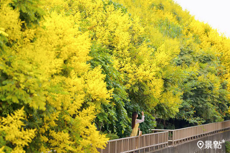 米粉寮排水溝兩旁種植綿延近2公里的台灣欒樹大道，金黃美景相當壯觀。（圖／tsotso_1206，以下同）