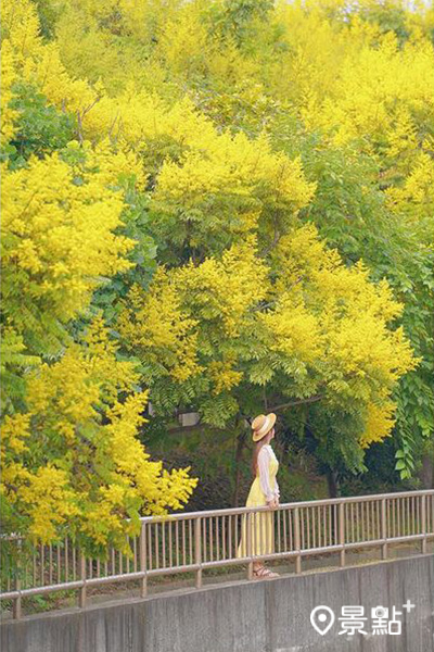 隨風吹落的金黃小花彷彿下起金黃雨。