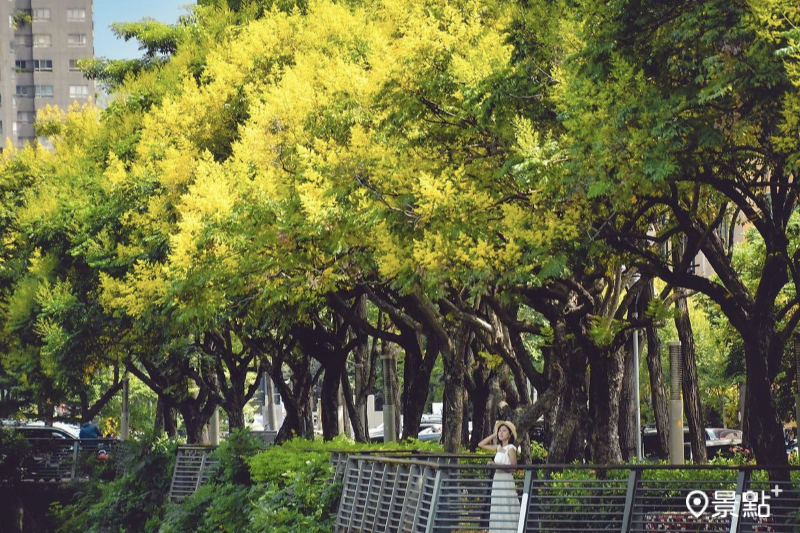 擁有黃色花海的欒樹花期為9至10月。（圖／an700328，以下同）