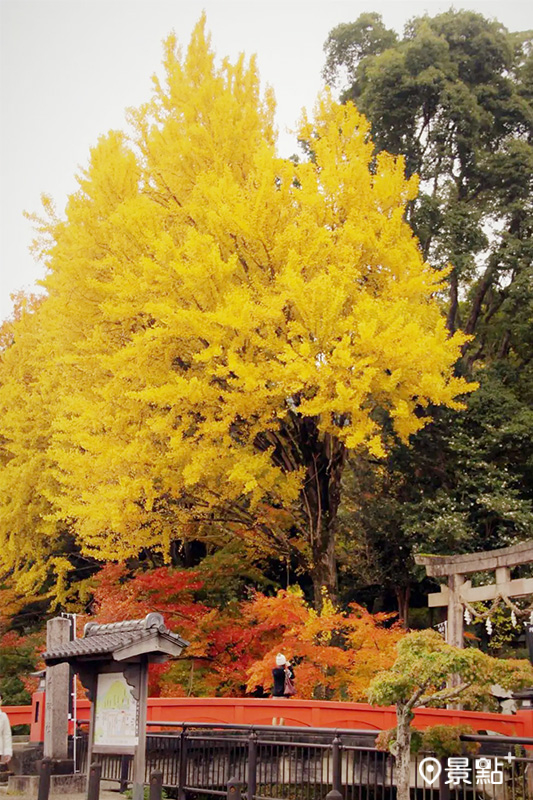 有子山由黃金又浪漫的銀杏樹點綴裝飾。