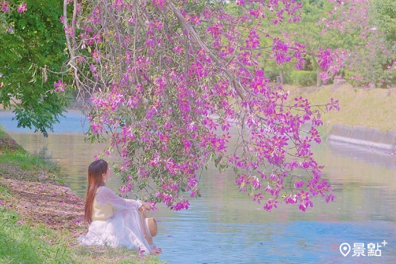 彰化北斗河濱公園內粉紅美人樹花海，充滿了夢幻的氛圍。（圖／tsotso_1206）