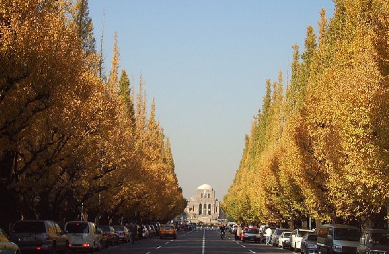 明治神宮外苑的銀杏大道每到秋冬就是遊客必訪的賞樹海景點。（圖／日本觀光振興協会)