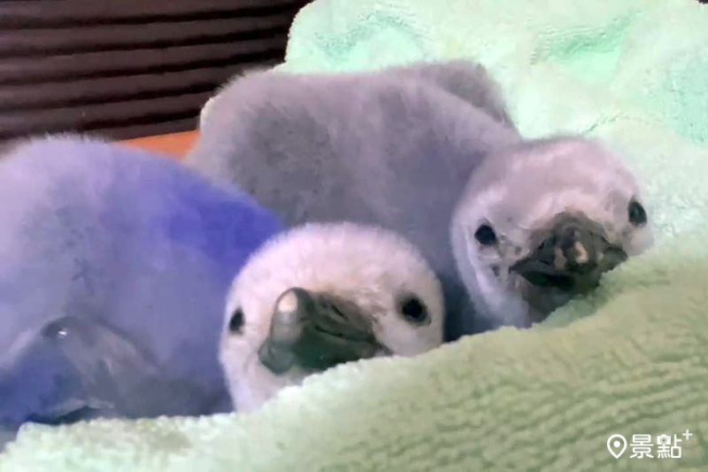 剛出生的頰帶企鵝雙寶。