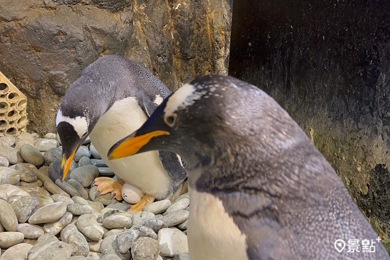 一起共築愛巢的企鵝夫婦。