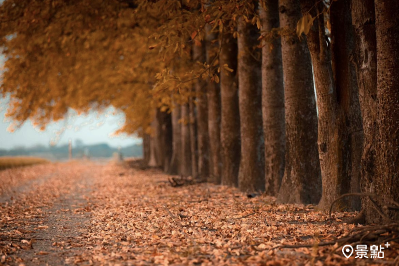 入秋後竹塘木棉道的落葉美景。（圖／jully426132）
