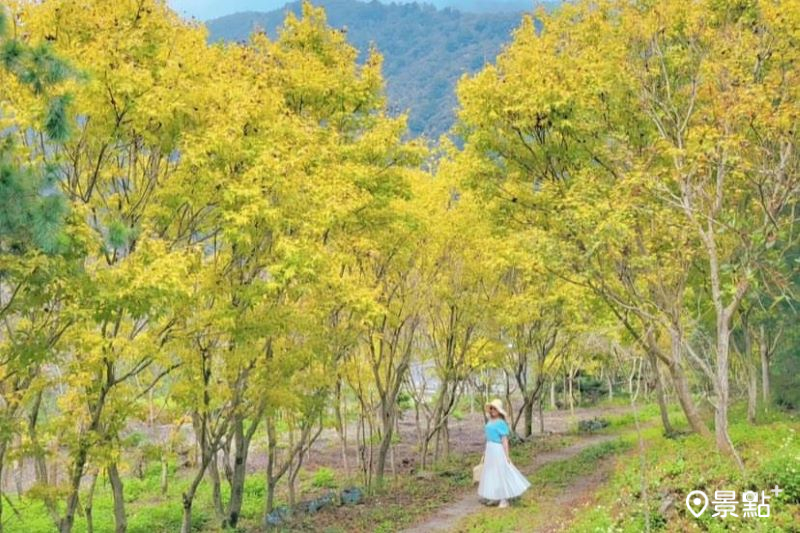 「松雅園」景觀植物園區可賞亮眼的黃金楓樹海。（圖／yijiun_lee）