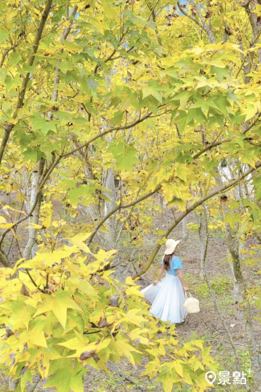 旅人可將黃金楓葉做為前景，捕捉另一種風格美照。（圖／yijiun_lee）
