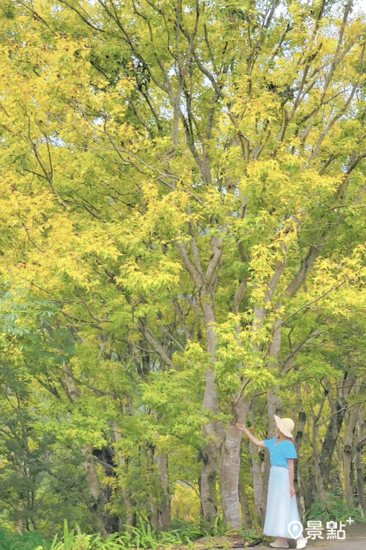 金黃色的楓葉與綠葉交織的美景。（圖／yijiun_lee，以下同）