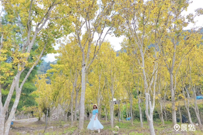 松雅園園內種植了許多黃金楓。（圖／yijiun_lee）