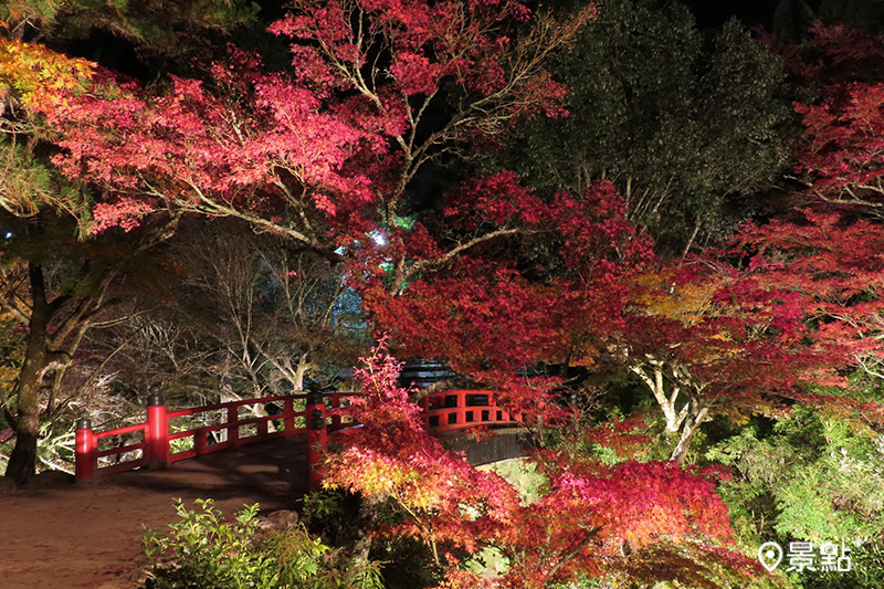 燈光下的楓紅更加鮮艷耀眼，與楓葉橋爭艷。圖為宮島‧紅葉谷公園。