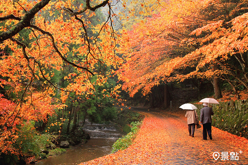 佛通寺川旁秋風吹落了紅葉遍地，漫步其中好不愜意。