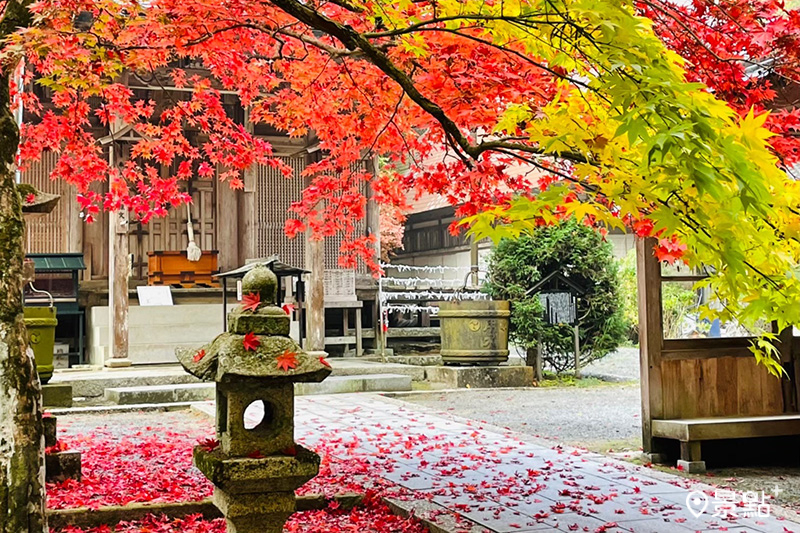 龍華寺前的紅葉如垂簾般披掛在步道兩旁，楓彩迷人。