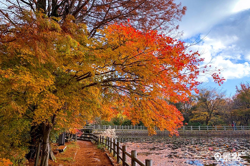 野呂山的楓葉將步道與池塘鋪上一層橘紅地毯，迎接到訪的遊客。