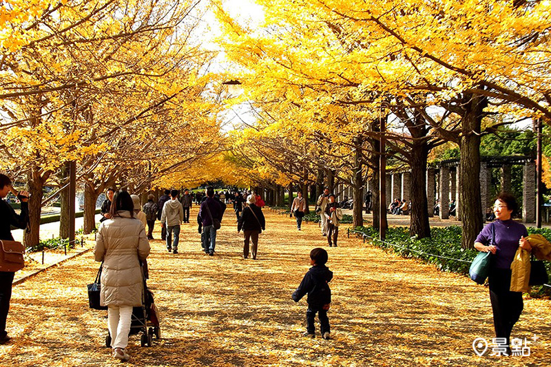 東京知名銀杏景點「國營昭和紀念公園」秋季銀杏大道的景緻，美不勝收。