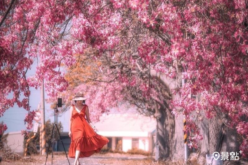 彰化二林香田國小前的美人樹步道非常壯觀，吸引旅人前往取景。（圖／imma_pon）