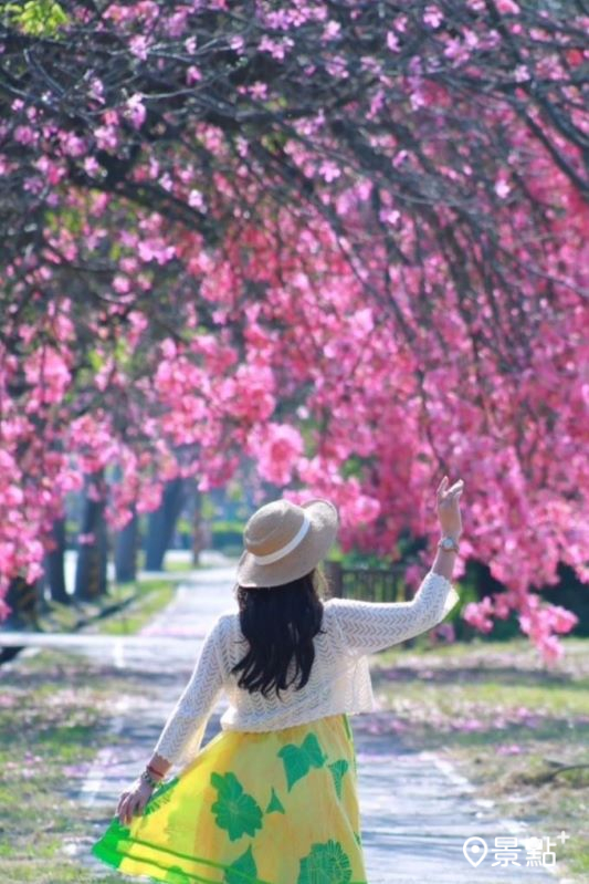 美人樹向地面垂落的粉紅花景非常好拍。（圖／yishan1128）
