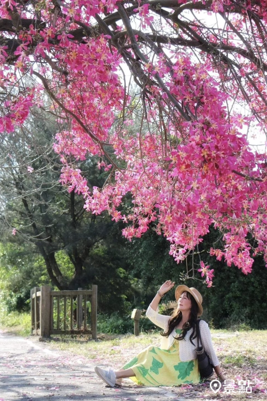 盛開的美人樹花景非常壯觀。（圖／yishan1128，以下同）
