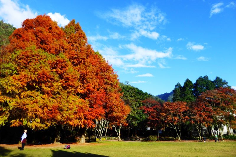 奧萬大落羽松青楓美景。（圖／林務局）