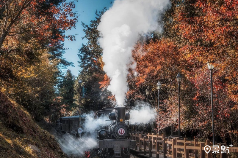 阿里山SL-31蒸氣火車與紅楓同框美景。（圖／imma_pon）