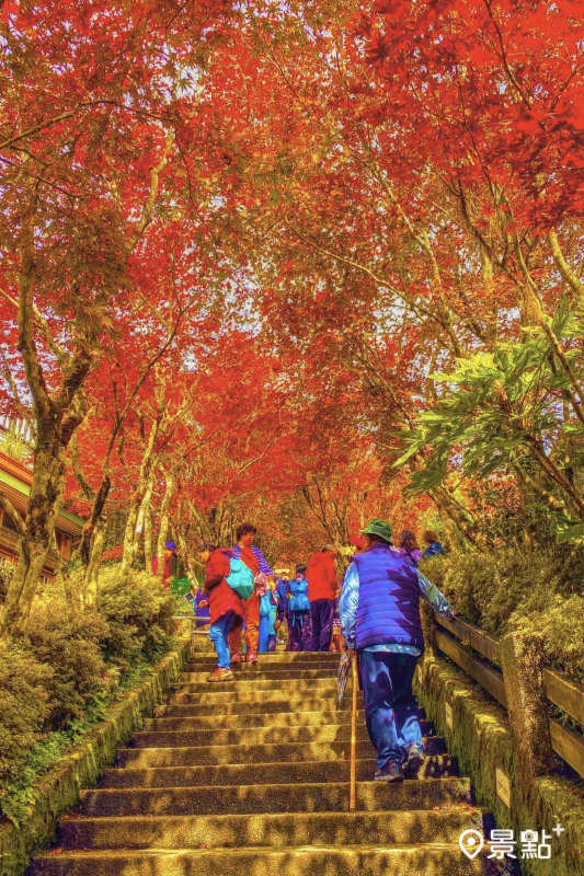 太平山國家森林遊樂區楓紅美景。（圖／kun.0430）