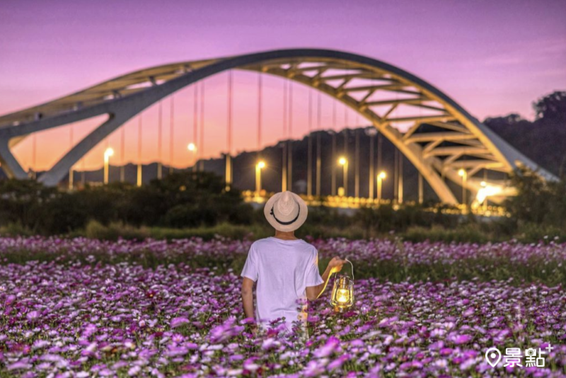 桃園大溪崁津大橋波斯菊夜景。