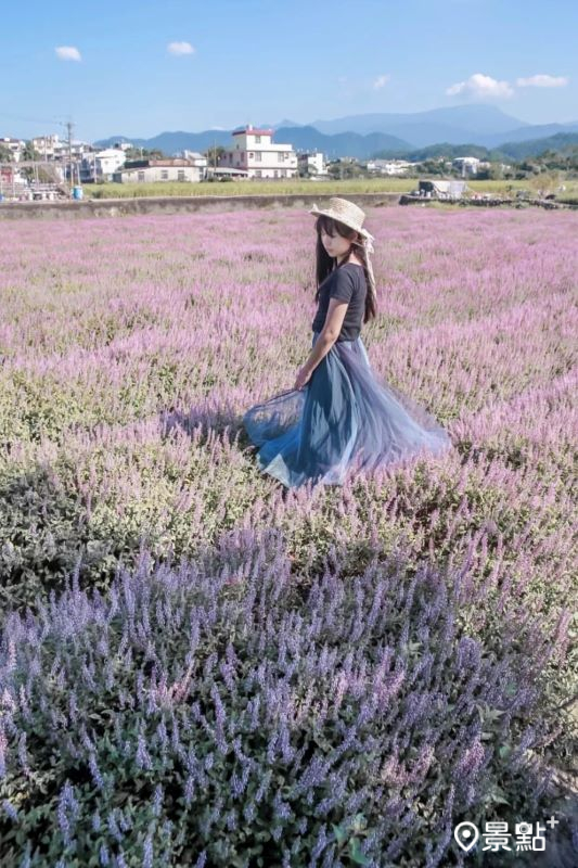 紫色仙草花海擁有滿滿浪漫氛圍。（圖／aday0530，以下同）