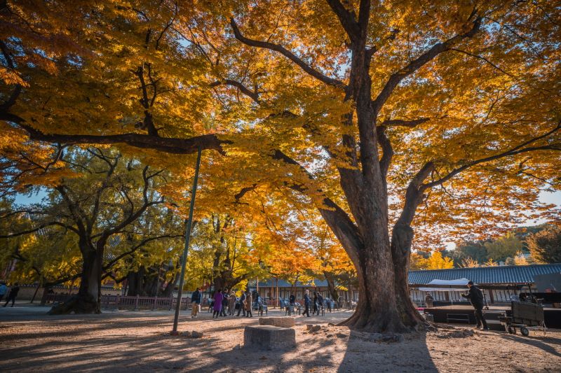 成均館大學明倫堂金黃銀杏美景。（圖／首爾市政府）