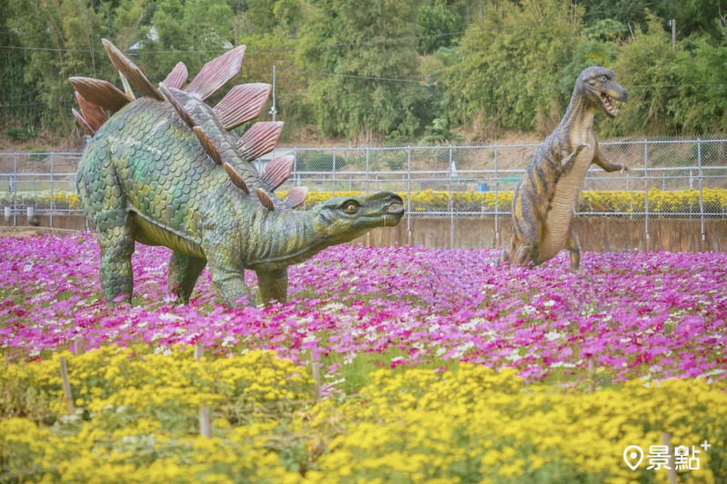 銅鑼杭菊花海同框巨大恐龍裝置！40公頃繽紛大花景美拍