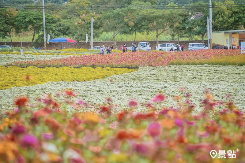 「苗栗銅鑼杭菊芋頭節」花田遼闊，景色壯觀。（圖／tpo5088，以下同）