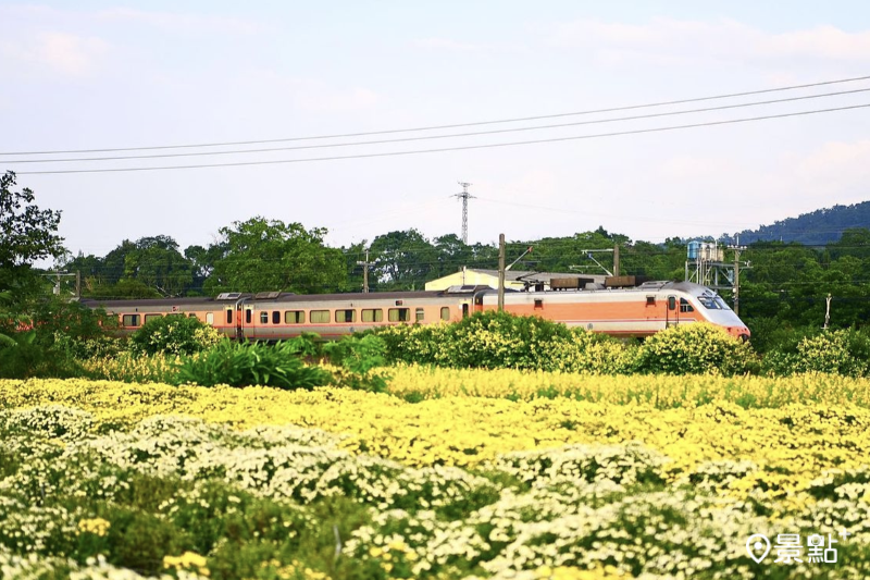 在苗栗銅鑼杭菊花海周圍，有機會取景火車駛過花田的同框美照。（圖／chen_720103）