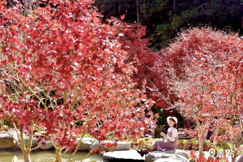 園區內的楓葉也已經轉紅，正值最紅、最美之時。。（圖／laiyuping9520）