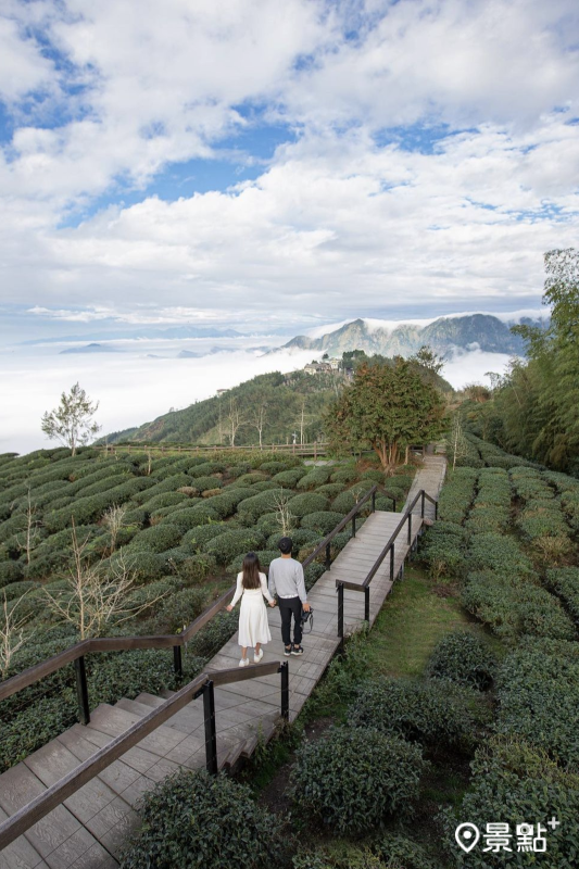 大崙山觀景台茶園美景。（圖／pierrehuang）