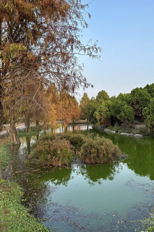 屏東巴轆公園落羽松美景。（圖／屏東縣九如鄉鄉長藍聰信）