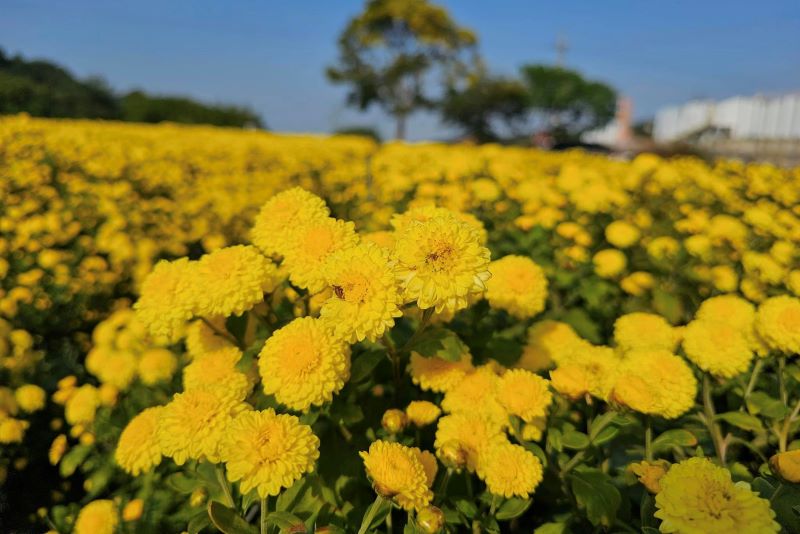 （圖／邱家古厝銅鑼杭菊）