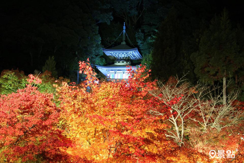 京都紅葉聖地「永觀堂」，夜間點燈照亮3000株楓紅。