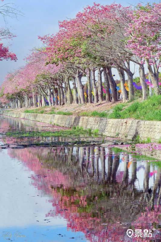 粉紅美人樹在水面上形成的倒影美景。（圖／molly888666）