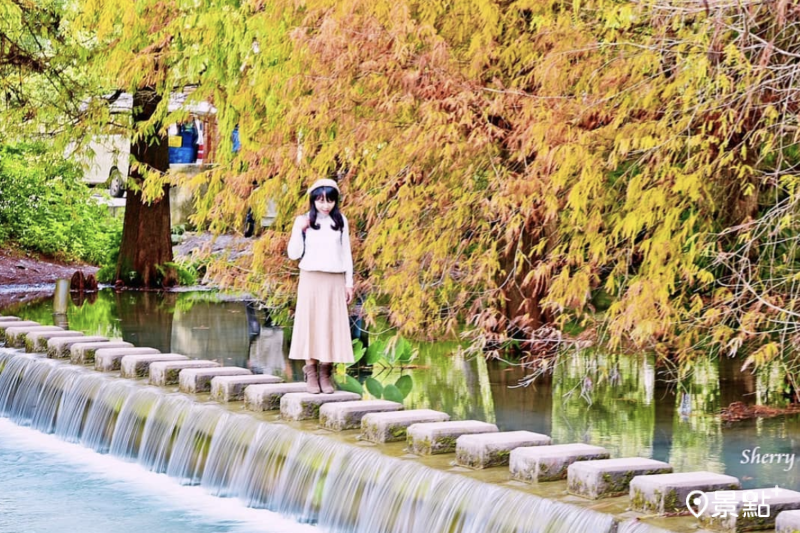 花蓮雲山水落羽松美景。（圖／sherryhsueh）