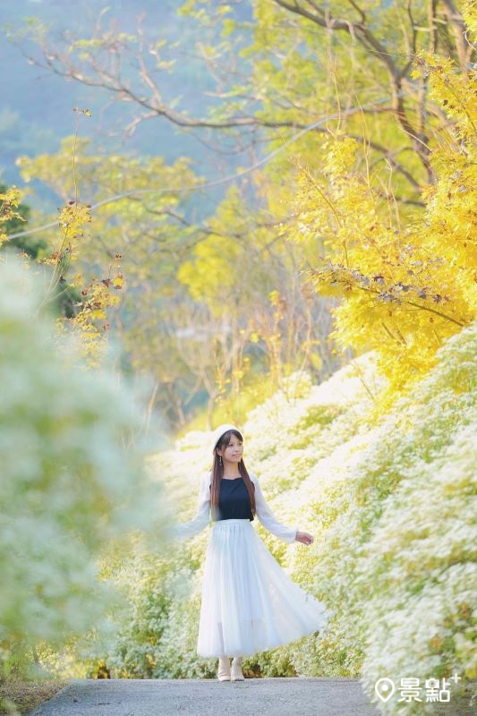 步道兩旁可賞茂盛白雪木花海及黃金楓同框美景。（圖／tsotso_1206，以下同）