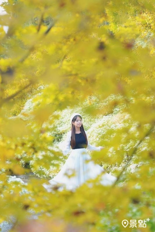攝影者可從黃金楓樹叢中取景氛圍感美照。（圖／tsotso_1206）