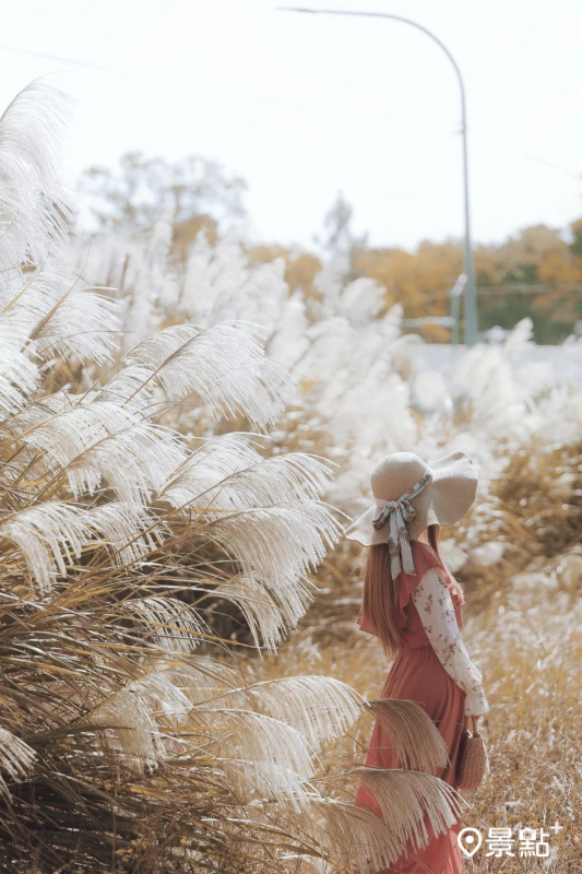 苗栗三義休息站附近芒花美景。（圖／3more_hi4，以下同）