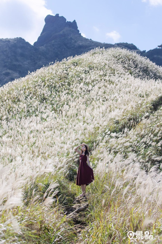 銀白芒花海與山景同框。（圖／pierrehuang，以下同）