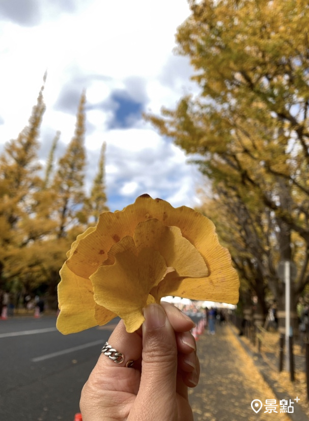 看到不少日本人撿拾多片銀杏落葉拍照，我也模仿一番。